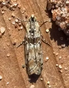 Sugarbeet Crown Borer Moth thumbnail 4