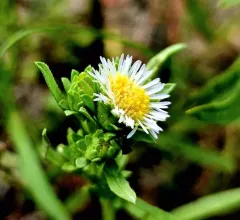 short-rayed alkali aster thumbnail 2