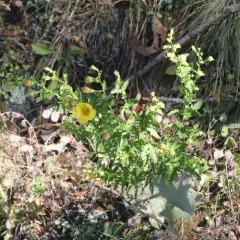 fern-leaved false foxglove thumbnail 1