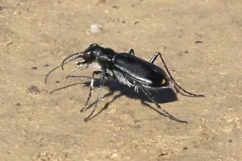 Great Basin Tiger Beetle