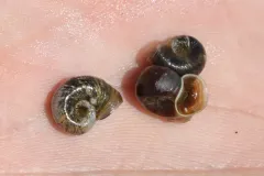 Borax Lake Rams-horn thumbnail 1