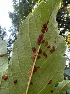 Sycamore Felt Gall Mite thumbnail 2