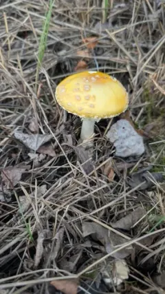 Amanita chrysoblema thumbnail 2