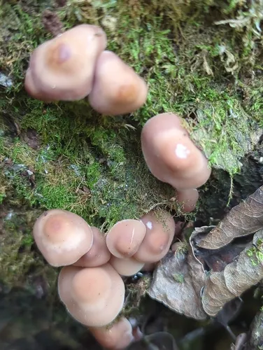 chestnut brittlestem