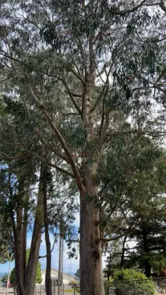 Tasmanian blue gum thumbnail 3