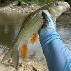 Silver Redhorse thumbnail 1