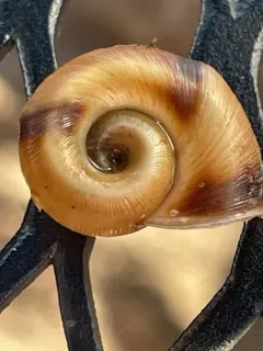 File Ramshorn thumbnail 1
