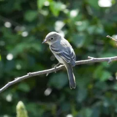 Gray Flycatcher thumbnail 1
