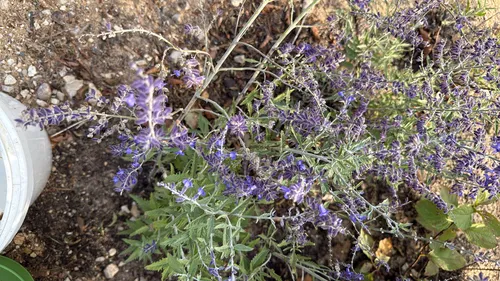 Swanleaf Clouding Sage