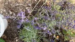Swanleaf Clouding Sage thumbnail 1
