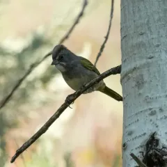 Green-tailed Towhee thumbnail 2
