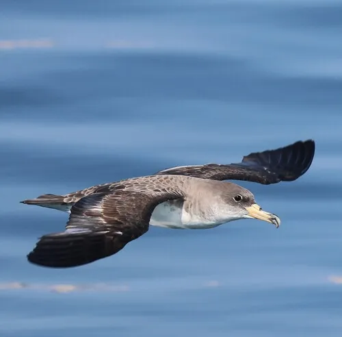 Cory's Shearwater