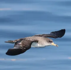 Cory's Shearwater thumbnail 1