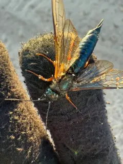 Sirex nitidus thumbnail 1