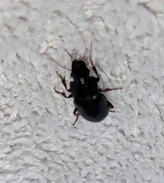 Harpalus amputatus thumbnail 2
