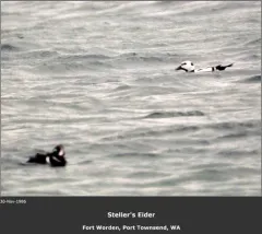 Steller's Eider thumbnail 2