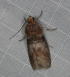 Belted Leafroller Moth thumbnail 2
