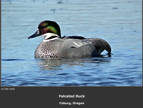 Falcated Duck