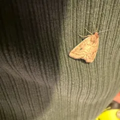 Spartina Borer Moth thumbnail 2