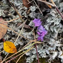 Blackish Locoweed thumbnail 1