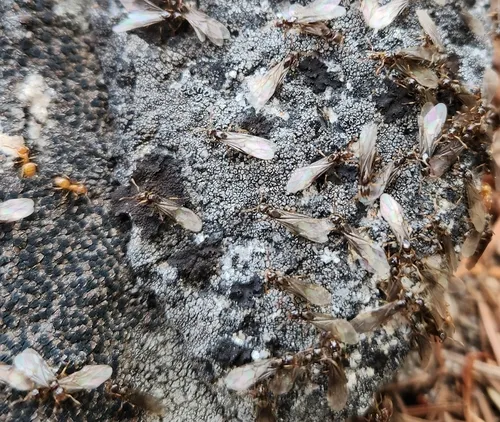 Charleston Ant