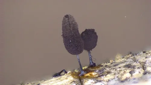 Comatricha sinuatocolumellata
