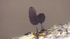 Comatricha sinuatocolumellata thumbnail 1