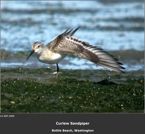 Curlew Sandpiper