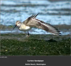 Curlew Sandpiper thumbnail 1