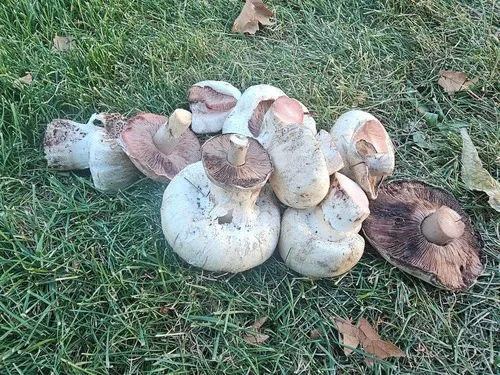 Salt-loving Agaricus