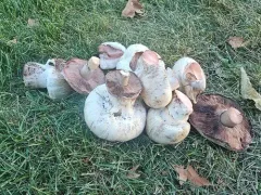 Salt-loving Agaricus thumbnail 1