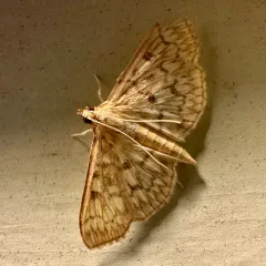 Bold-feathered Grass Moth thumbnail 1