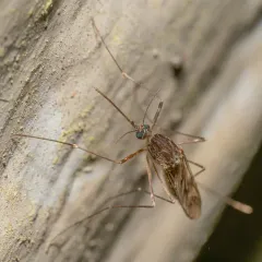 Cold Weather Mosquito thumbnail 2