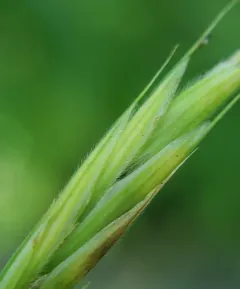 broad-glumed brome thumbnail 4