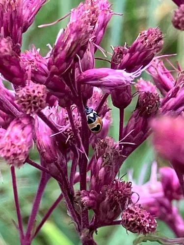 Hieroglyphic Lady Beetle