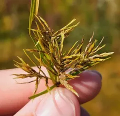 Engelmann's Flatsedge thumbnail 4