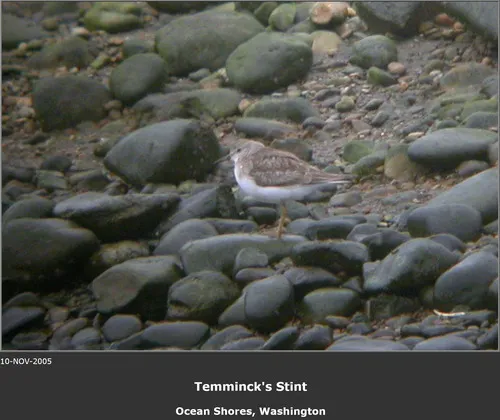 Temminck's Stint