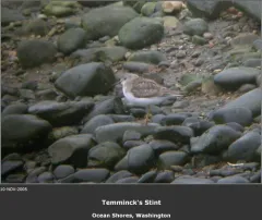 Temminck's Stint thumbnail 1