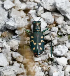 Wetsalts Tiger Beetle thumbnail 3