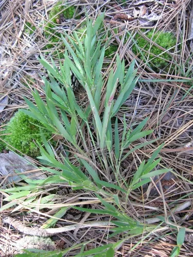 Commons's panic-grass