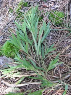 Commons's panic-grass thumbnail 1