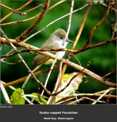 Dusky-capped Flycatcher thumbnail 1