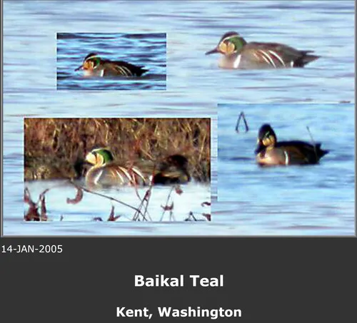 Baikal Teal