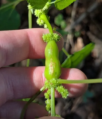 Boehmeria stem gall midge