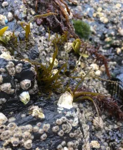 Bottlebrush seaweed thumbnail 4