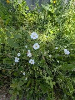 showy baby's-breath thumbnail 1