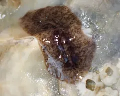Notocomplana acticola thumbnail 1
