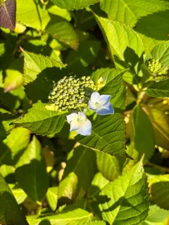 Mountain Hydrangea thumbnail 1