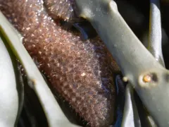 Flustrellidra hispida thumbnail 2