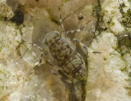 Japanese Barklouse